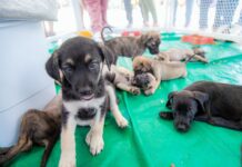 “Meu Amigão” movimenta o Marco Zero com adoção de animais nesta quarta (14) e quinta (15)