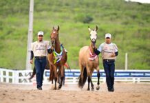 Criadores de cavalos Mangalarga Marchador promovem evento em Vitória de Santo Antão que integra cadeia de R$ 9 bilhões