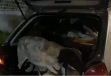 PRF flagra 18 bodes amontoadas dentro de carro em Caruaru