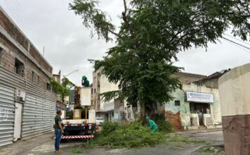 Secretaria de Sustentabilidade e Bem-Estar Animal de Caruaru irá retirar algumas árvores após avaliação técnica