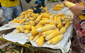 Feira do Milho, em Caruaru, está com inscrições abertas para comercialização em novo espaço