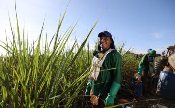 Com investimento de R$ 14,3 milhões, Governo do Estado realiza pagamento do benefício do Programa Chapéu de Palha para trabalhadores da cana-de-açúcar